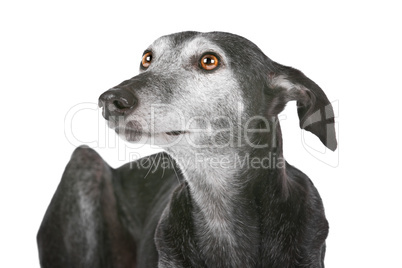 Old greyhound