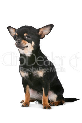 Chihuahua dog