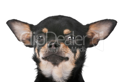 Chihuahua dog