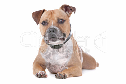 staffordshire bull terrier