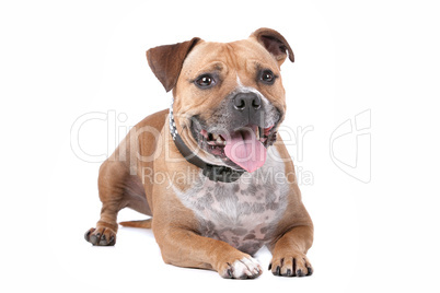 staffordshire bull terrier