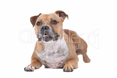 staffordshire bull terrier