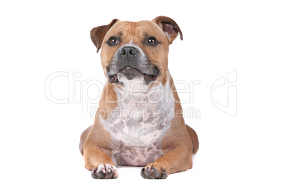 staffordshire bull terrier