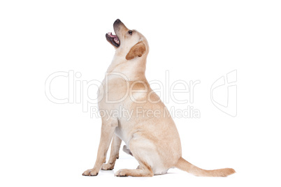 Labrador Retriever