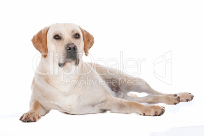 Labrador Retriever