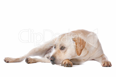 Labrador Retriever