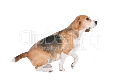 Beagle