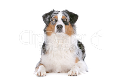 Australian shepherd