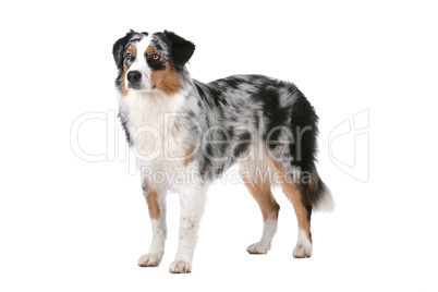 Australian shepherd