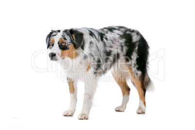 Australian shepherd