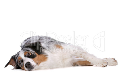 Australian shepherd