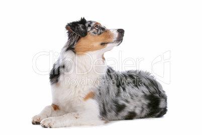 Australian shepherd