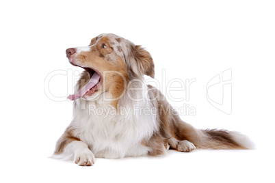 Australian shepherd