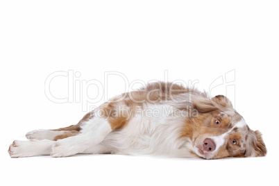 Australian shepherd