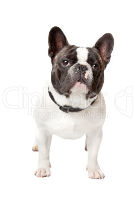 Cute French Bulldog