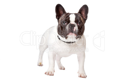 Cute French Bulldog