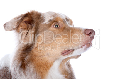 Australian shepherd