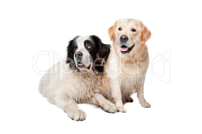 Landseer dog and a labrador retriever
