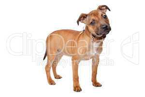 Staffordshire Bull Terrier puppy