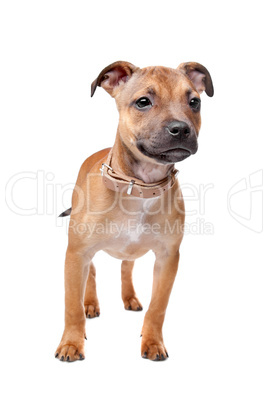 Staffordshire Bull Terrier puppy