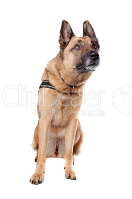 German Shepherd dog