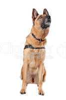 German Shepherd dog