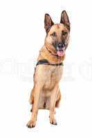 German Shepherd dog