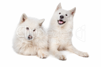 Samoyed (dog)