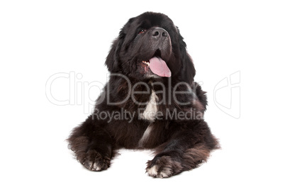 Newfoundland (dog)