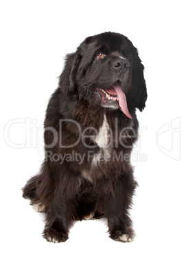 Newfoundland (dog)