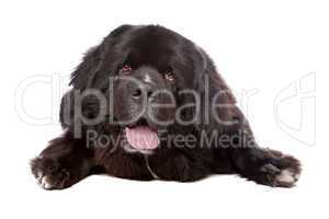 Newfoundland (dog)