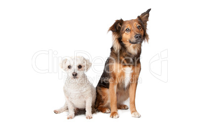 two mixed breed dogs