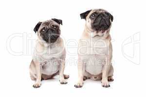 two pug dogs