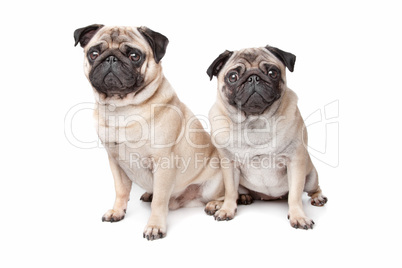 two pug dogs