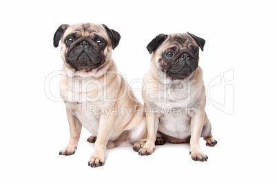 two pug dogs