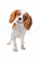 Cavalier King Charles Spaniel puppy