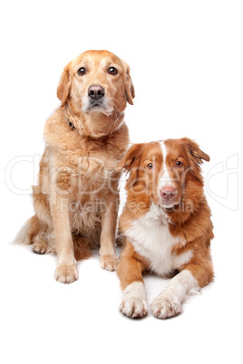 Nova Scotia Duck Tolling Retriever and a golden retriever