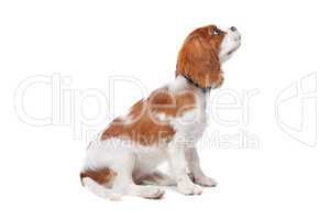 Cavalier King Charles Spaniel puppy