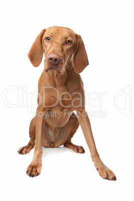 Hungarian Vizsla