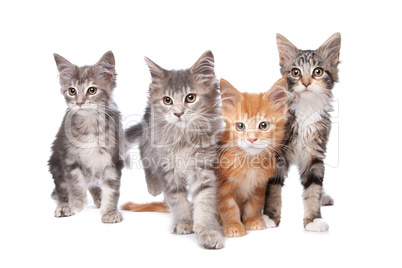 Maine Coon kittens