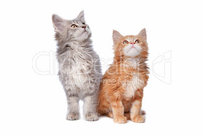 Maine Coon kittens