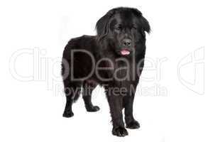 Newfoundland dog