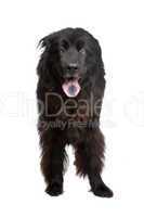 Newfoundland dog