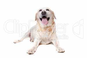 labrador retriever