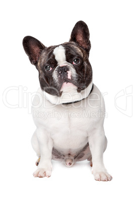 Cute French Bulldog