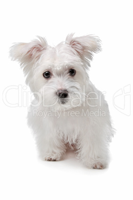 mix Maltese dog