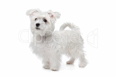 mix Maltese dog