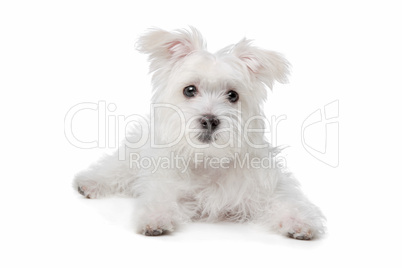 mix Maltese dog