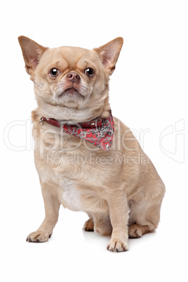 short haired fat chihuahua
