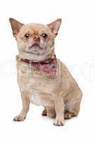 short haired fat chihuahua
